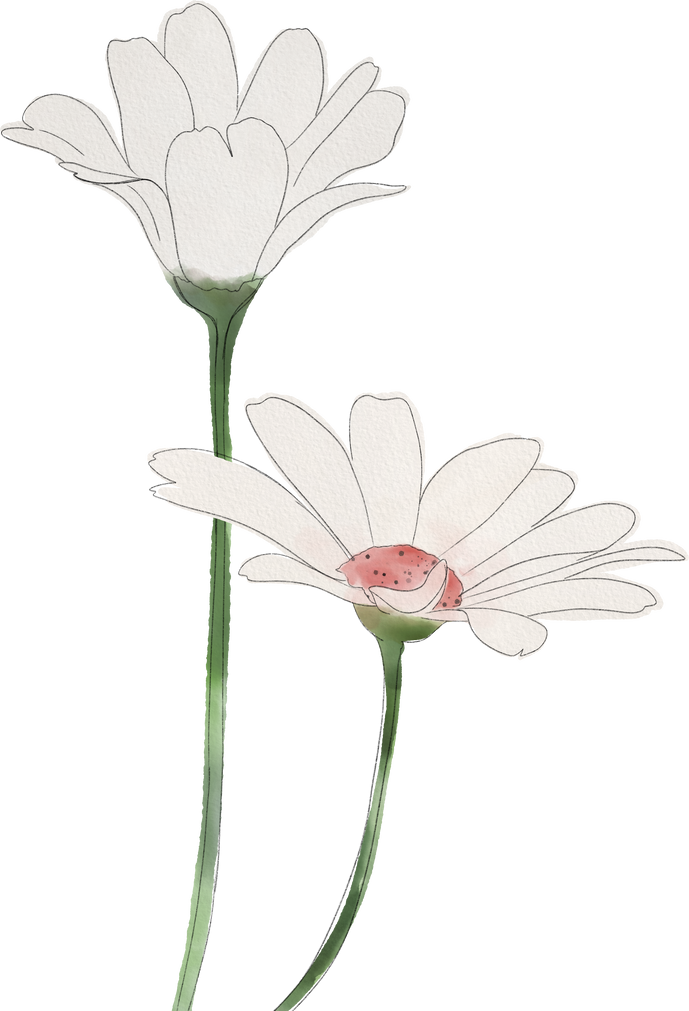 White Daisy Hand painted Watercolor